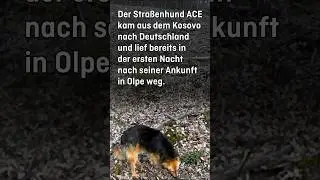Hund lebt 20 Monate allein im Wald - Teil 1 