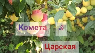 Алыча Комета & Царская.Самые ранние сорта. Обзор плодоношения2021года.