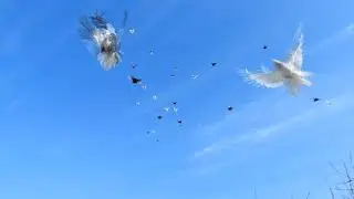 Поднимаем излишки .Безкружные голуби.
