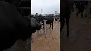 бозор эшбексатор
