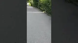 Rata o conejo? 