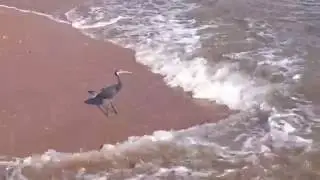 Цапля ловит рыбу в Красном море