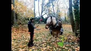 Traction animale