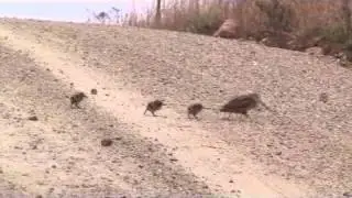 Woodcock.