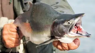 Почему на Камчатке от горбуши воротят нос, а в Норвегии и вовсе отдают собакам