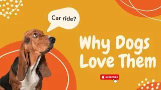 Why Dogs Love Car Rides: The Science And Joy Behind The Bond | Infinite Wisdom Hub