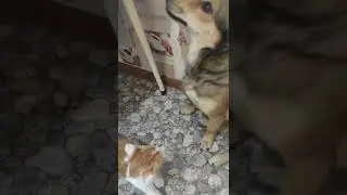 Ты чё, нападаешь на меня что-ли? Думаешь хищник похож? Лев похож?