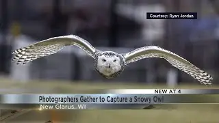 Wisconsinites gather in New Glarus to capture photos of a snowy owl