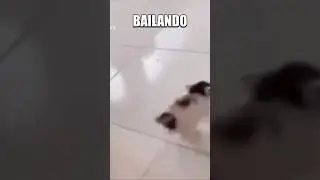 Bailando bailando cats#cat