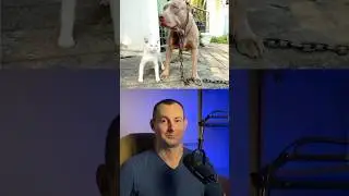The cat grew up among pit bulls and now he thinks he is one of them