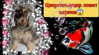 шнауцер ловит карпов. поймает или нет? а может упадет в воду? как думаете?
