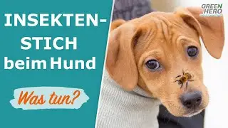 Insektenstich beim Hund  🐝  Was tun??