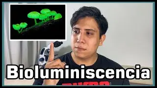 🌳 ¿ÁRBOLES QUE DAN LUZ? | BIOLUMINISCENCIA en plantas