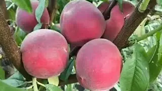Персик Вайт Леді. Peach White Lady. Відмінна товарність і смак!
