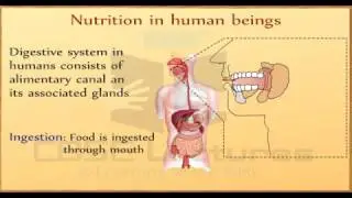 Class 10 Science Life Process by CBSE Lectures