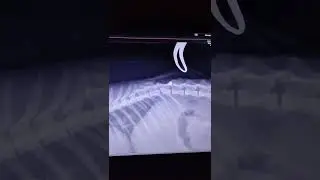 😻 Маленькая Майя и ее нелегкое испытание🐾