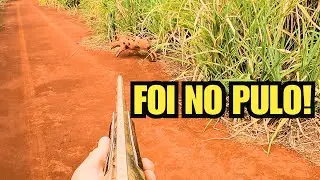 WILD BOAR IN BRAZIL – IT GOT UP, UNLEASHED ITS HAND, AND FELL INTO THE PARK!