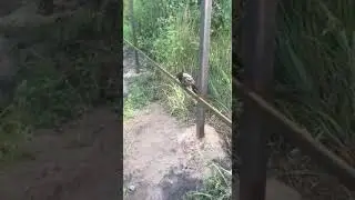 разговор по душам с сумашедшей вороной !