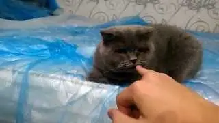 Для ЯП