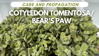 BEAR’s PAW / Cotyledon Tomentosa: Care and Propagation