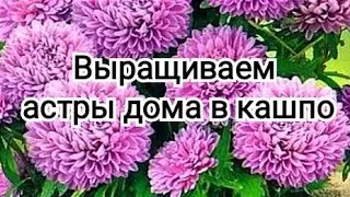 Вырастить АСТРЫ и ХРИЗАНТЕМЫ в домашних условиях в кашпо. #цветы #астры #хризантема