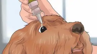 🐕Как правильно ЗАКАПАТЬ глазные КАПЛИ СОБАКЕ‼️