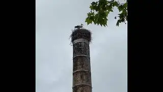 Viseiro 3 päivää