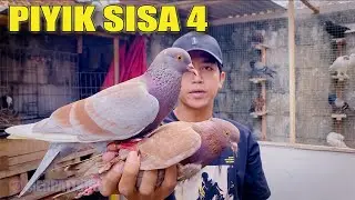 PIYIK GIRING PERDANA SUPER BRuT4L