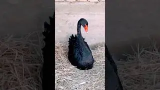 Чёрный лебедь 🦢🦢