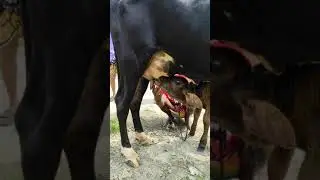 Cute baby cow videos compilation . pets compilation . cow videos . calf videos