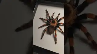 Паук в рамке. Заказ клиента #птицеед #spider #animals