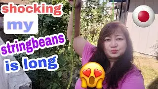 shocking my string beans is long