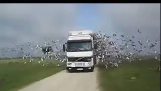 سبحان الله ولله في خلقه شؤون منظر رهيب لهذا.........الحمام
