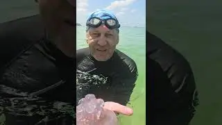 Медузы на Пхукете 13.02.24.