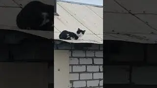 когда нужно идти на работу,а ты ещё не проснулся😂 ПОДДЕРЖИ КАНАЛ ДЕНЕЖКОЙ,ссылка в описании #shots