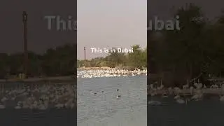 Dubai Has Nature #dubai #nature #lovelake #lake #flamengo