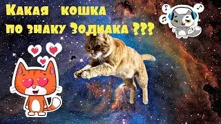 Какая ты кошка по знаку Зодиака???