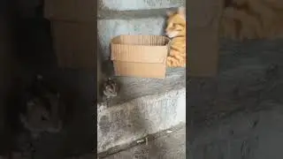 Oyennn dah dapat mainan baguss nih 