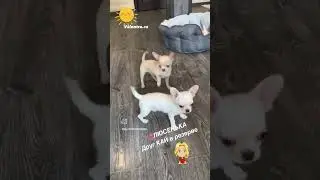🎀ЛЮСЕНЬКА, малышка чихуахуа 3 месяца #купитьщенка #щенок #chihuahua #чихуахуа #puppy #щенкичихуахуа