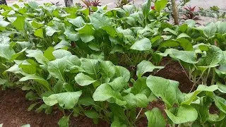 Tidak usah beli Sayuran di Pasar, Menanam di Halaman Rumah | Vegetables 2 weeks