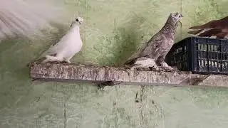 каждый красив по своему!!!!!!