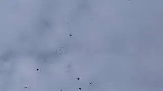 Николаевские голуби