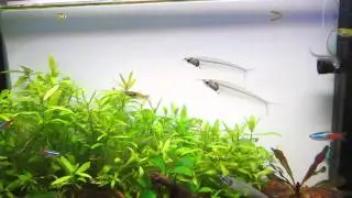 CO2 POISONING! Be cautious when using Co2!