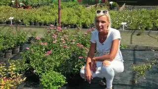 Живые изгороди: Спирея японская (Spiraea Japonica) 'Crispa'