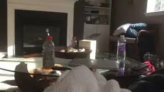 My dog barks at himself