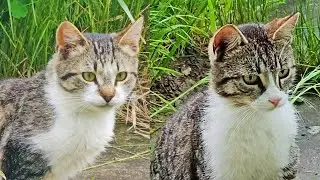 Final de vacanță la țară. Ziua 6: Pisici, natură și fericire