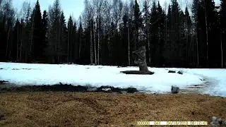 Birds captured on a photo trap. Part 24