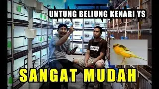 Cara Mudah Beternak kenari YORKSHIRE-DNC CANARY JOGJA