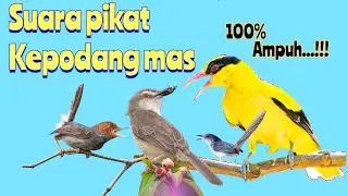 Suara pikat kepodang mas