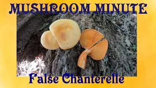 The Difference Between A False Chanterelle And A True Chanterelle